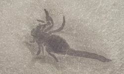 عمرها نحو 125 مليون عام.. العثور على أحفورة عقرب في الصين